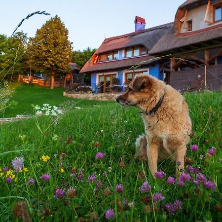 Casele Cu Stuf B&B Haus Ulrike Salicea Екстер'єр фото