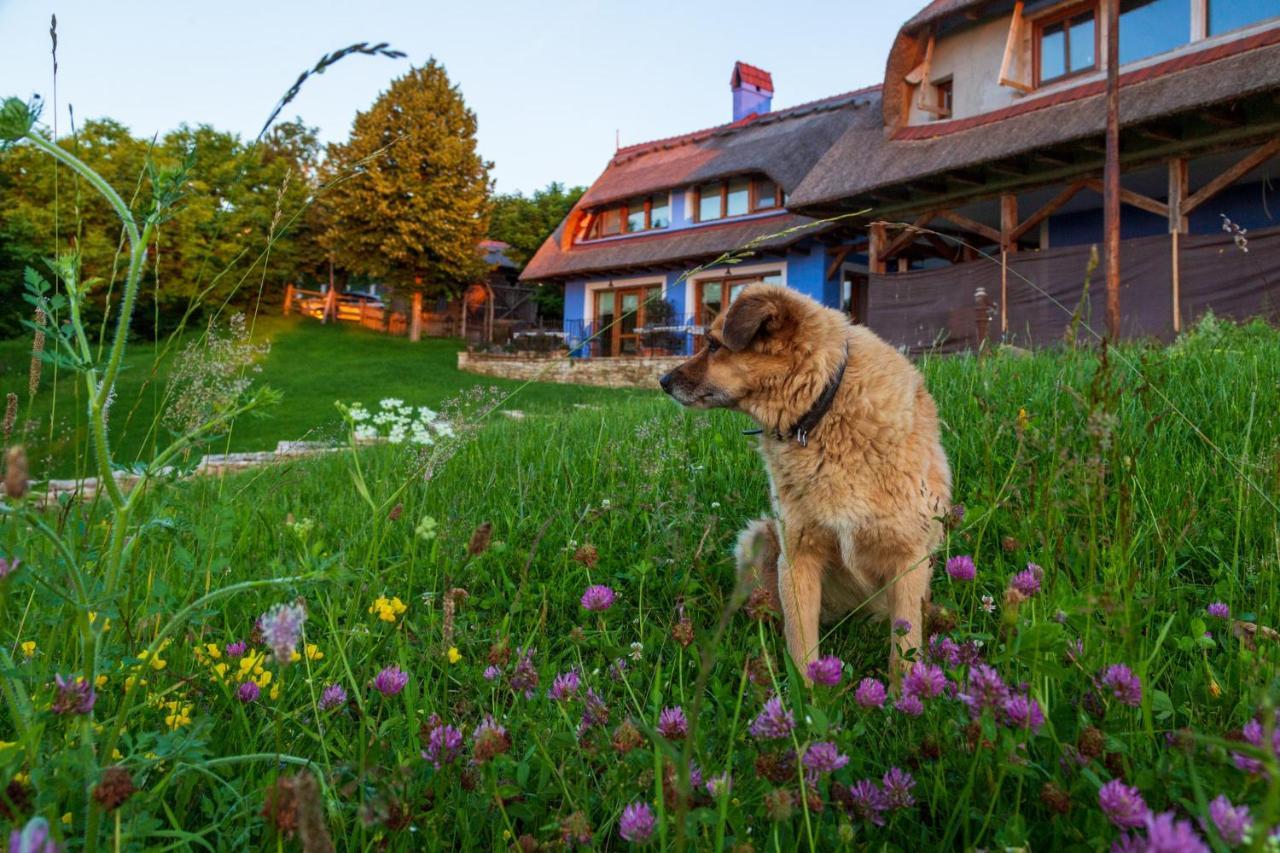 Casele Cu Stuf B&B Haus Ulrike Salicea Екстер'єр фото